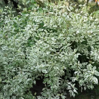 Дерен білий 'Елегантісіма' (Cornus alba 'Elegantissima')